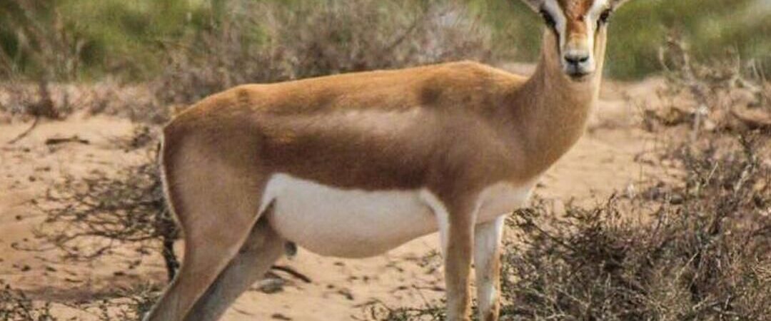 Souss-Massa National Park: The Complete Wildlife Guide Near Agadir