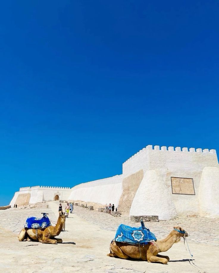 Agadir Oufella Kasbah camels white walls blue sky Morocco