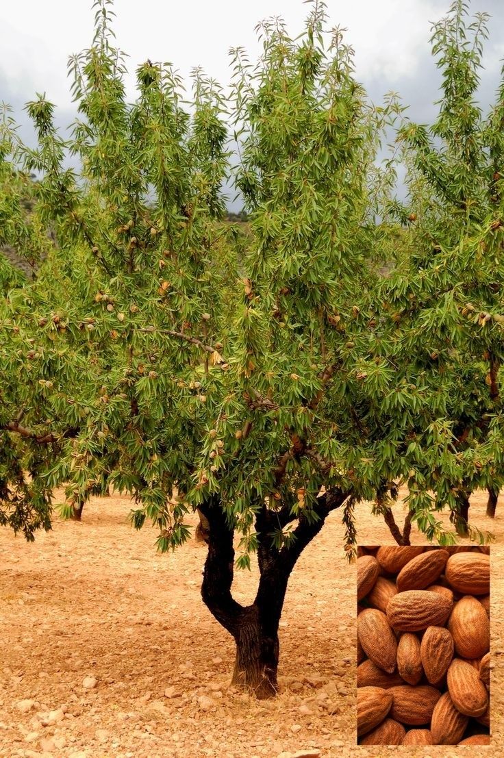 almond tree Morocco Souss region amlou ingredient