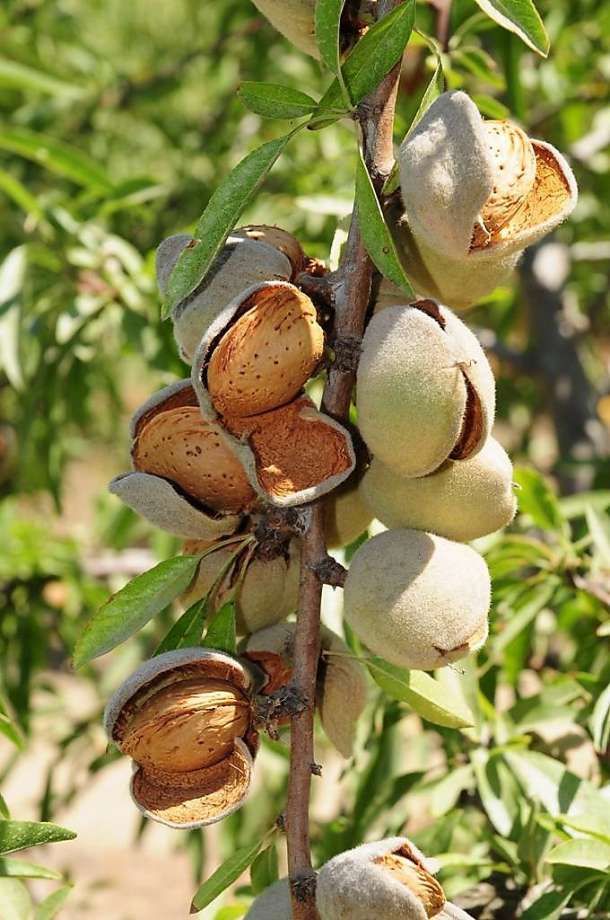 almonds on branch Morocco Souss amlou ingredient