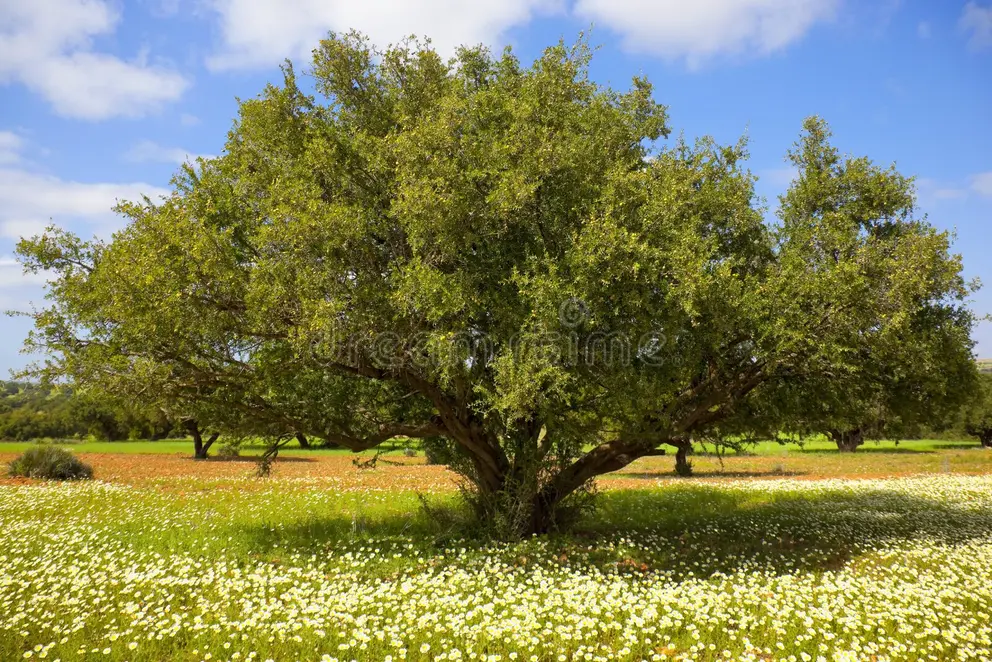 argan tree Morocco Souss region argan oil
