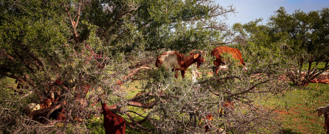 Argan Oil Morocco: Liquid Gold from the Souss-Massa Region