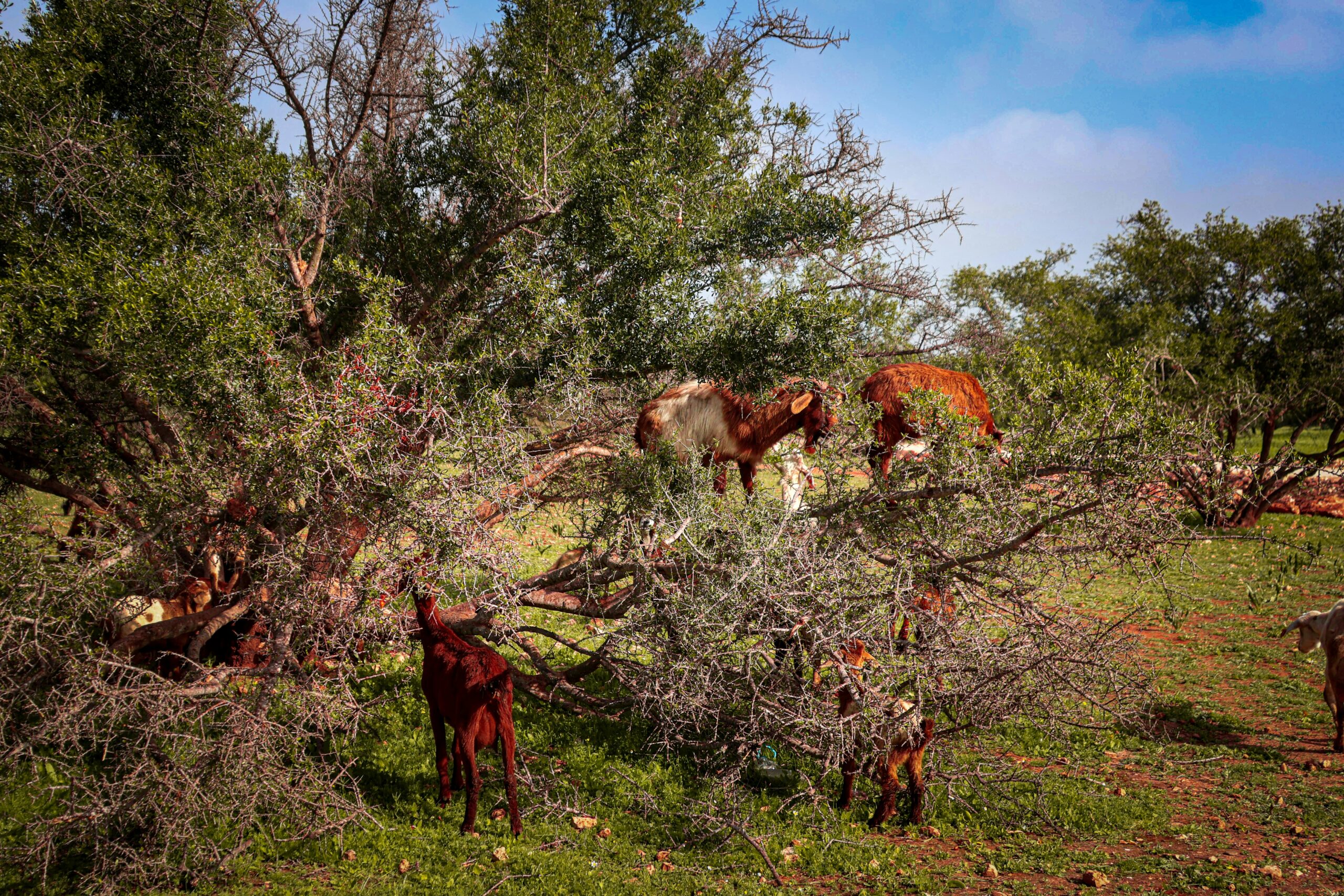 Argan Oil Morocco: Liquid Gold from the Souss-Massa Region
